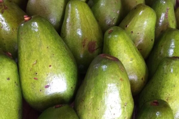 A punta de genética, Colombia espera acabar con la ‘tristeza del aguacate’. A punta de genética, Colombia espera acabar con la ‘tristeza del aguacate’.