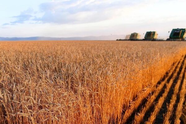 Brasil compró a Rusia un lote récord de trigo en septiembre. Brasil compró a Rusia un lote récord de trigo en septiembre.
