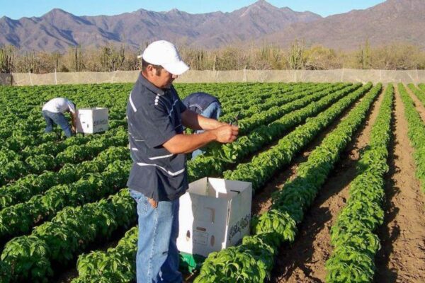México impulsa Agricultura producción de alimentos orgánicos. México impulsa Agricultura producción de alimentos orgánicos.