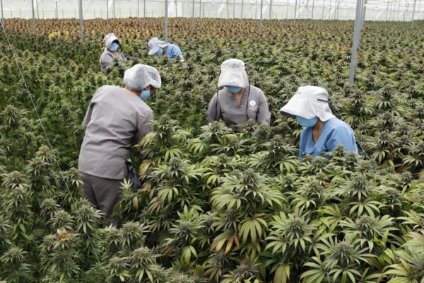 ABC de la industria del Cannabis en Colombia. ABC de la industria del Cannabis en Colombia.