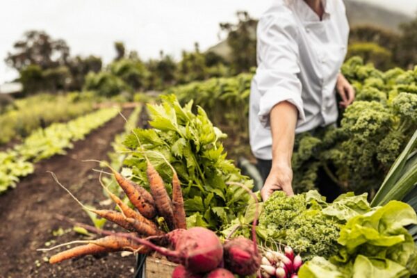El sector agrícola de Sudáfrica aspira a ampliar los mercados de exportación. El sector agrícola de Sudáfrica aspira a ampliar los mercados de exportación.