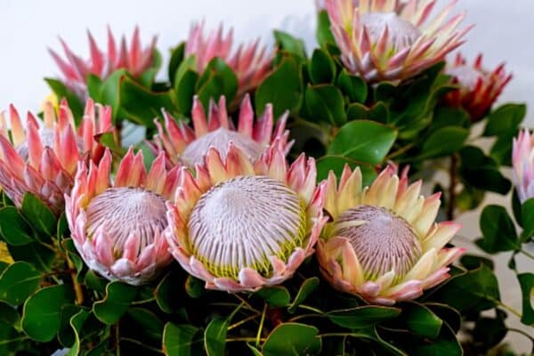 Colombia podrá exportar especies de flores exóticas a Brasil. Colombia podrá exportar especies de flores exóticas a Brasil.