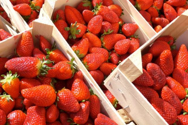 Las fresas de Stavropol son únicas de su tipo en Rusia. Las fresas de Stavropol son únicas de su tipo en Rusia.
