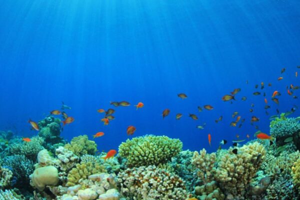 Arabia Saudita inicia investigación avanzada sobre el entorno marino del Mar Rojo Arabia Saudita inicia investigación avanzada sobre el entorno marino del Mar Rojo