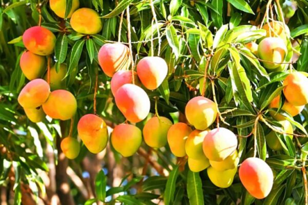Expertos indios han desarrollado una forma de “rejuvenecer” los árboles de mango Expertos indios han desarrollado una forma de “rejuvenecer” los árboles de mango