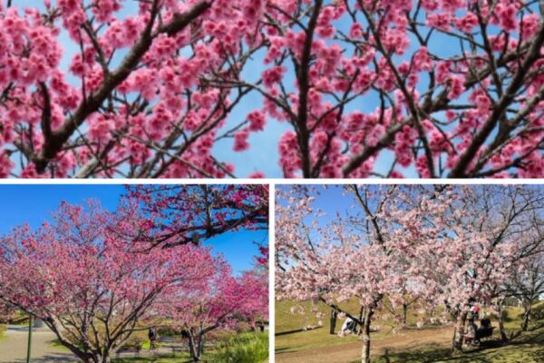 Temporada de cerezos en flor deleita a turistas en distintas regiones del país Temporada de cerezos en flor deleita a turistas en distintas regiones del país