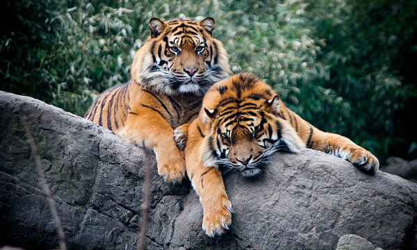 India celebra el aumento de tigres con la apertura de la 57ª reserva para su conservación India celebra el aumento de tigres con la apertura de la 57ª reserva para su conservación